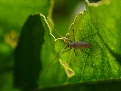 Prosopocera maculosa