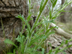Brachyscome diversifolia