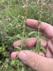 Ocimum basilicum