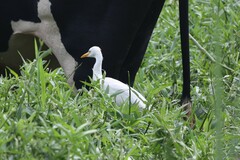 Bubulcus ibis ibis