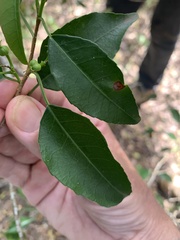 Excoecaria dallachyana