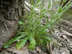 Brachyscome diversifolia