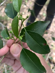 Excoecaria dallachyana