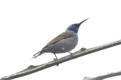 Cyanomitra verticalis