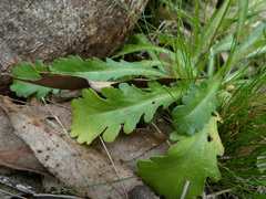 Brachyscome diversifolia