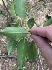 Excoecaria dallachyana