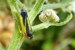 Evacanthus interruptus