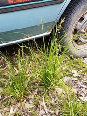 Carex longebrachiata