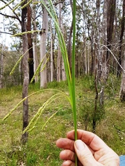 Carex longebrachiata