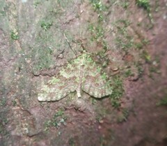 Larentiinae