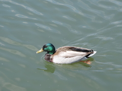 Anas platyrhynchos