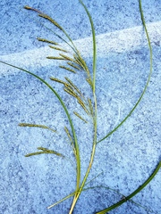 Carex longebrachiata