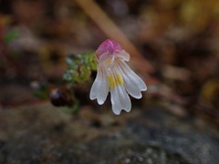Euphrasia transmorrisonensis