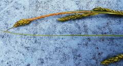 Carex longebrachiata