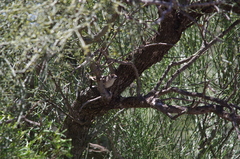 Aphelocephala leucopsis