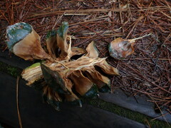 Pinus armandi