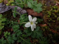 Ellisiophyllum pinnatum