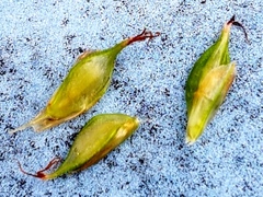 Carex longebrachiata