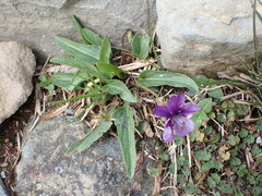 Viola mandshurica