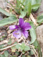 Viola mandshurica