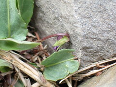 Viola mandshurica