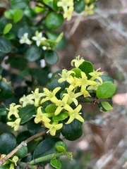 Everistia vacciniifolia