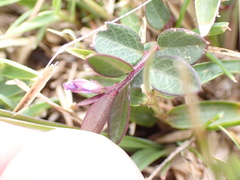 Polygala japonica
