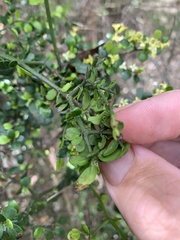 Everistia vacciniifolia