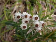 Anaphalis morrisonicola