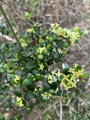 Everistia vacciniifolia