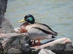 Anas platyrhynchos
