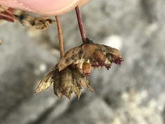 Bupleurum ranunculoides