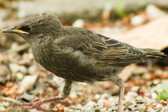 Sturnus vulgaris