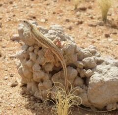 Meroles suborbitalis