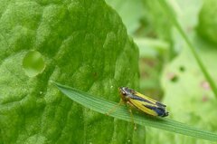 Evacanthus interruptus