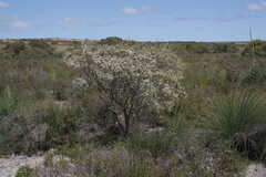 Leptospermum oligandrum