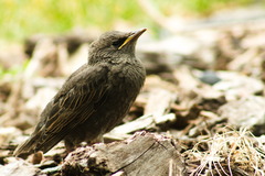 Sturnus vulgaris