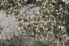 Leptospermum oligandrum