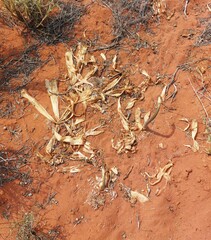 Drimia elata