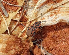 Spilostethus crudelis