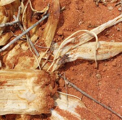 Spilostethus crudelis