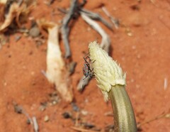 Spilostethus crudelis