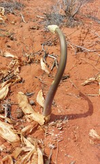 Drimia elata