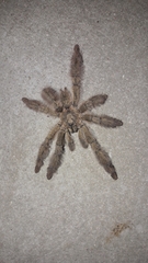 Psalmopoeinae