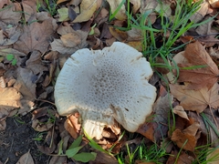 Agaricales