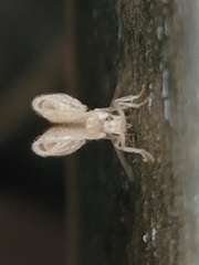 Micromus posticus