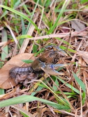 Procambarus steigmani