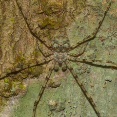 Tamopsis tweedensis