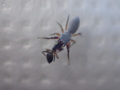 Tutelina similis