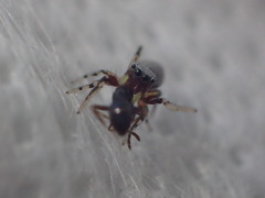 Tutelina similis